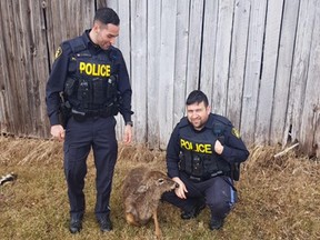 OPP constables Samuel Trudeau, left, and Matthew Beausoleil and Samuel Trudeau with rescued baby deer.