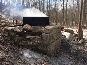Maple sap boils in pan on a wood fire in sugar bush, Madoc, Ontario, March 2020.