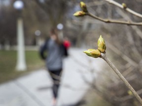 FILES: Tree flowers and buds such as these along the Driveway are out in the millions long before spring gardens bloom.