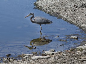 A Great Blue Heron looks for fish in Dow's Lake.