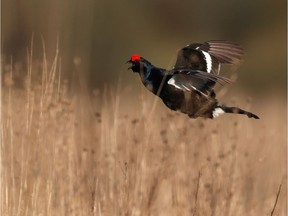 A black grouse flies above a mating ground.