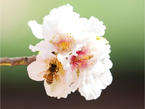 A bee sits on a flower.