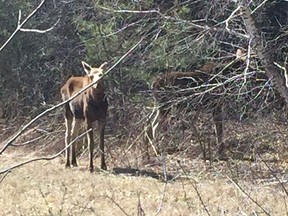 Ottawa bylaw watching two young moose in Ramsayville area. They are in a 'safe' location and are feeding.