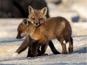 Fox cubs venture out from their den.
