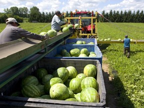 Files: Mexican migrant workers spread through a watermelon field picking the ripe melons and placing them on a wide conveyor belt near London, Ontario.