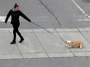 A woman walks her unwilling dog in the  Market in Ottawa.