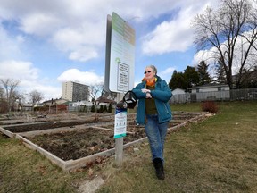 OTTAWA - April 14, 2020 - Rebecca Last, a master gardener in a big non-profit organization that runs approximate 7,000 garden plots at 100 locations in Ottawa. They have been shut down.
