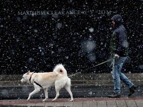 A man and his dog walks in the snow in Ottawa Thursday.  More flurries are expected.