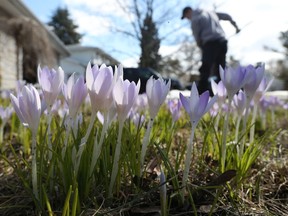 Spring crocuses growing in Ottawa on Wednesday April 1, 2020.