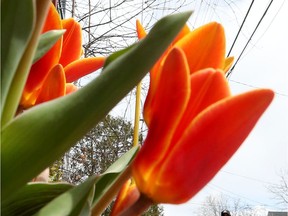 Tulips on Sunnyside Ave. in Ottawa Tuesday.