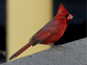 A cardinal finds a snack in Ottawa.