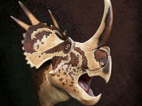 This is Stellasaurus ancellae, identified by Michael Ryan, paleontologist at Carleton University, and colleagues Artist: Andrey Atuchin/Carleton University