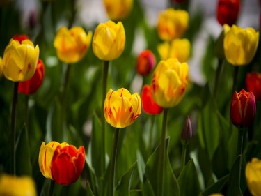OTTAWA -- May 16, 2020 -- Tulips were blooming along the canal Saturday May 16, 2020.