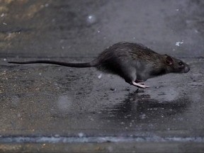 Health officials say some rats have engaged in cannibalism and eating their young after the shutdown of restaurants upended their standard food sources.
