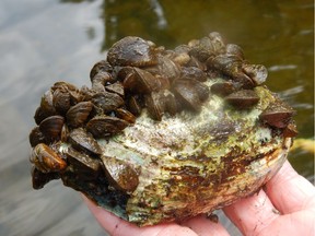 Zebra mussels encrust native mussels (the large shell) and eventually kill the native ones. This was found at Manotick in the Rideau River.