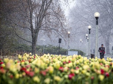 OTTAWA -- May 9, 2020 -- Small numbers braved the wild weather Saturday May 9, 2020, to see the start of the blooming tulips at The Canadian Tulip Festival in Commissioners Park.