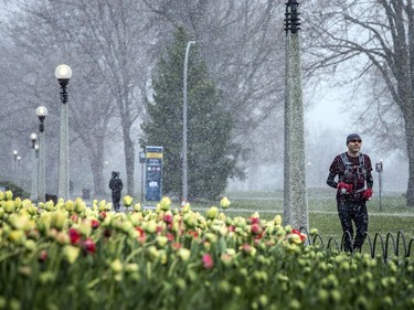 OTTAWA -- May 9, 2020 -- Small numbers braved the wild weather Saturday May 9, 2020, to see the start of the blooming tulips at The Canadian Tulip Festival in Commissioners Park.