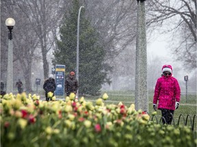 Small numbers braved the wild weather Saturday May 9, 2020, to see the start of the blooming tulips at The Canadian Tulip Festival in Commissioners Park.