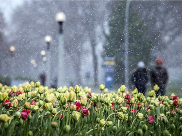 OTTAWA -- May 9, 2020 -- Small numbers braved the wild weather Saturday May 9, 2020, to see the start of the blooming tulips at The Canadian Tulip Festival in Commissioners Park.