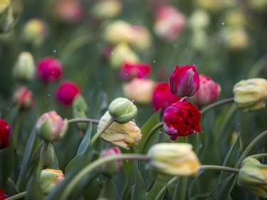 OTTAWA -- May 9, 2020 -- Small numbers braved the wild weather Saturday May 9, 2020, to see the start of the blooming tulips at The Canadian Tulip Festival in Commissioners Park.