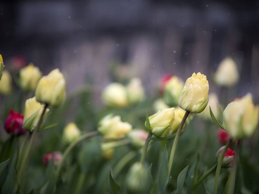 OTTAWA -- May 9, 2020 -- Small numbers braved the wild weather Saturday May 9, 2020, to see the start of the blooming tulips at The Canadian Tulip Festival in Commissioners Park.