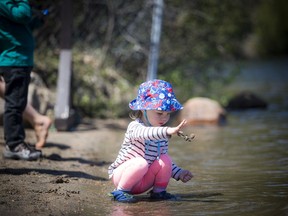 Malina Clement -Drabik, 21 months, plays at the edge of Meech Lake in Gatineau Park  on Saturday.