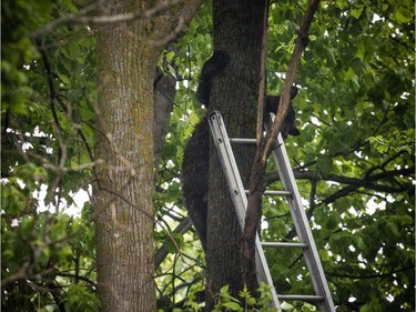 National Capital Commission conservation officers, Ottawa fire and Ottawa police all came together to get a bear out of a tree and relocate it from Terry Fox Drive in Kanata on Saturday.