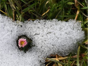 A small pink flower persists.