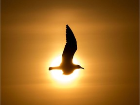 A seagull takes to the skies.