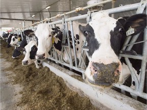 Dairy cows are seen at a farm in 2018 in Sainte-Marie-Madelaine, Que. Some Canadian dairy farmers started dumping milk recently to rid the system of surplus production as demand from restaurants plummeted amid the COVID-19 pandemic.