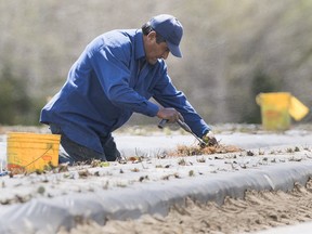 Files: A temporary foreign worker from Mexico plants strawberries on a farm in Mirabel, Que., Wednesday, May 6, 2020, as the COVID-19 pandemic continues in Canada and around the world.