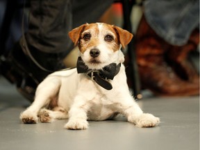 FILE PHOTO: The dog Uggie, featured in the film "The Artist", sits during a ceremony where the cast and crew received the inaugural "Made in Hollywood" commendation at Red Studios in Los Angeles, California January 31, 2012.