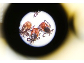 Dead black-legged ticks are seen through the eyepiece of a microscope at Hastings Prince Edward Public Health in Belleville, Ont.