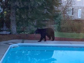 Young bear spotted in Brockville. Police have contacted the Ministry of Natural Resources and is aware of the bear sighting. They advised residents to go to the Ontario.ca website and look up "Bear Wise"