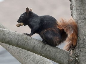 A squirrel looking for a place to hide a peanut in Ottawa