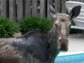A moose cools off in the backyard pool at Paul Koch's Hunt Club area home on Friday May 29, 2020.