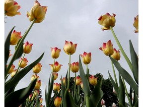 OTTAWA - Tulips at Dow's Lake Park.