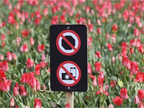 OTTAWA - May 8, 2020 - A sign which says no photos our stopping to take photos of the tulips at Dow's Lake in Ottawa Friday.