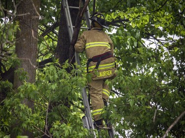 The NCC, Ottawa fire and Ottawa police all came together to get a bear out of a tree and relocate it from Terry Fox Drive in Kanata on Saturday, May 30, 2020. ASHLEY FRASER, Postmedia