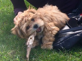 Booboo. Booboo, a 15-week-old morkie (Maltese-Yorkie mix), was killed May 17 by an unleashed dog in an Ottawa park.
