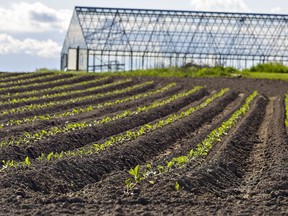 Crops sprout on a farm.