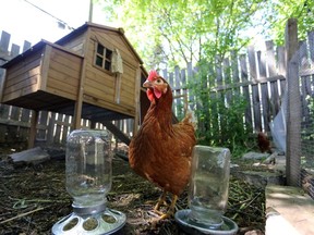 Chickens are "flying off the shelves" as Kingston-area residents stock up on egg-layers during the COVID-19 pandemic.