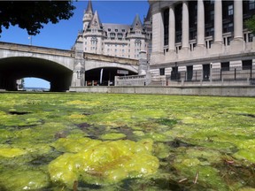 A thick mat of filamentous green algae has coated the Rideau Canal near the National Arts Centre.