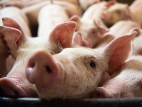 (FILES) In this file photo taken on June 26, 2019, Pigs are seen at the Meloporc farm in Saint-Thomas de Joliette, Quebec, Canada.
