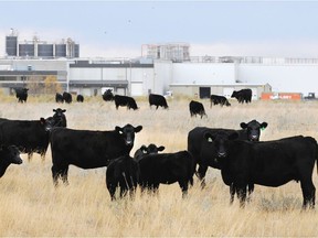 Beef cattle in pasture beside XL Foods' Lakeside Packers plant at Brooks, Alberta on Monday, Oct. 1st, 2012, 2012.