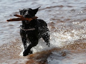 A dog runs through the water.