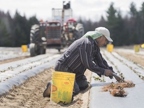 A temporary foreign worker from Mexico plants strawberries on a farm in Mirabel, Que.,in May.