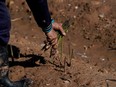 FILE: A farm worker picks asparagus.