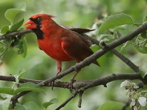 A cardinal in Ottawa.