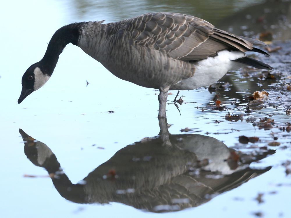 Canada goose kills man best sale